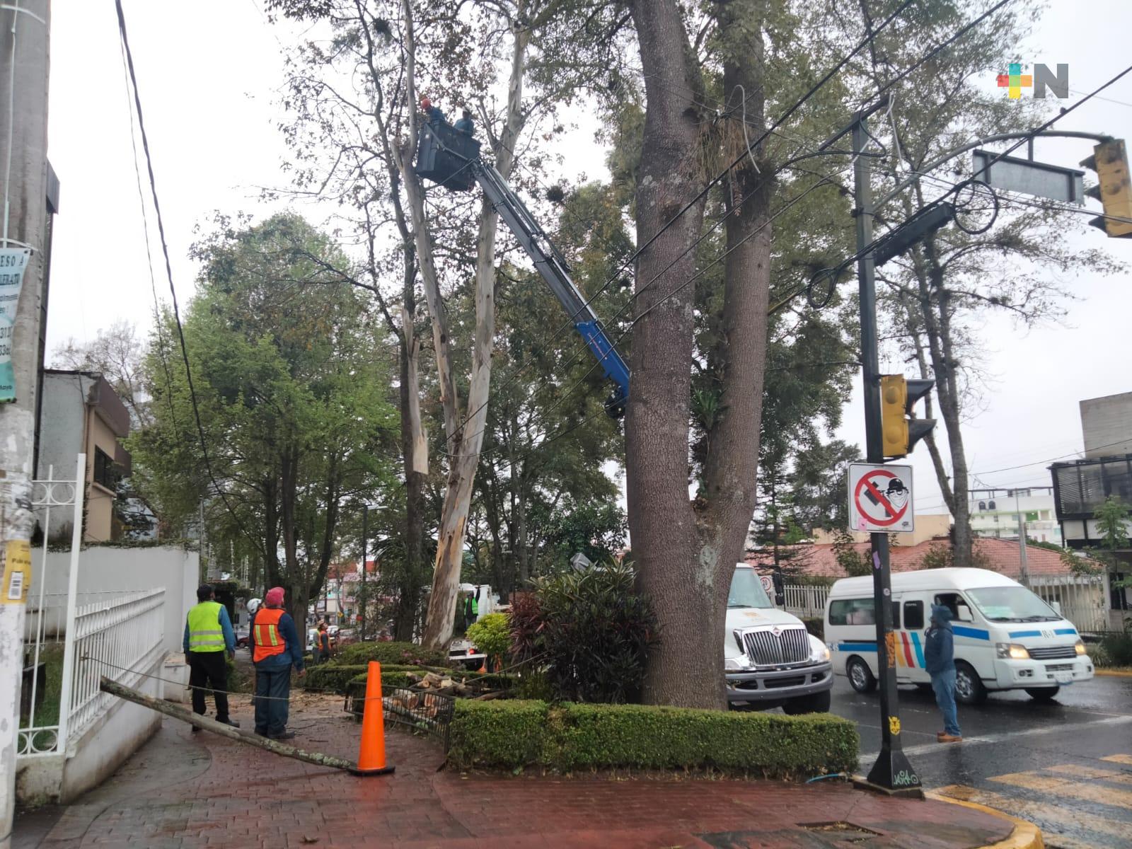 Caída de árboles, de lonas y destechamientos es el saldo en Xalapa por FF35