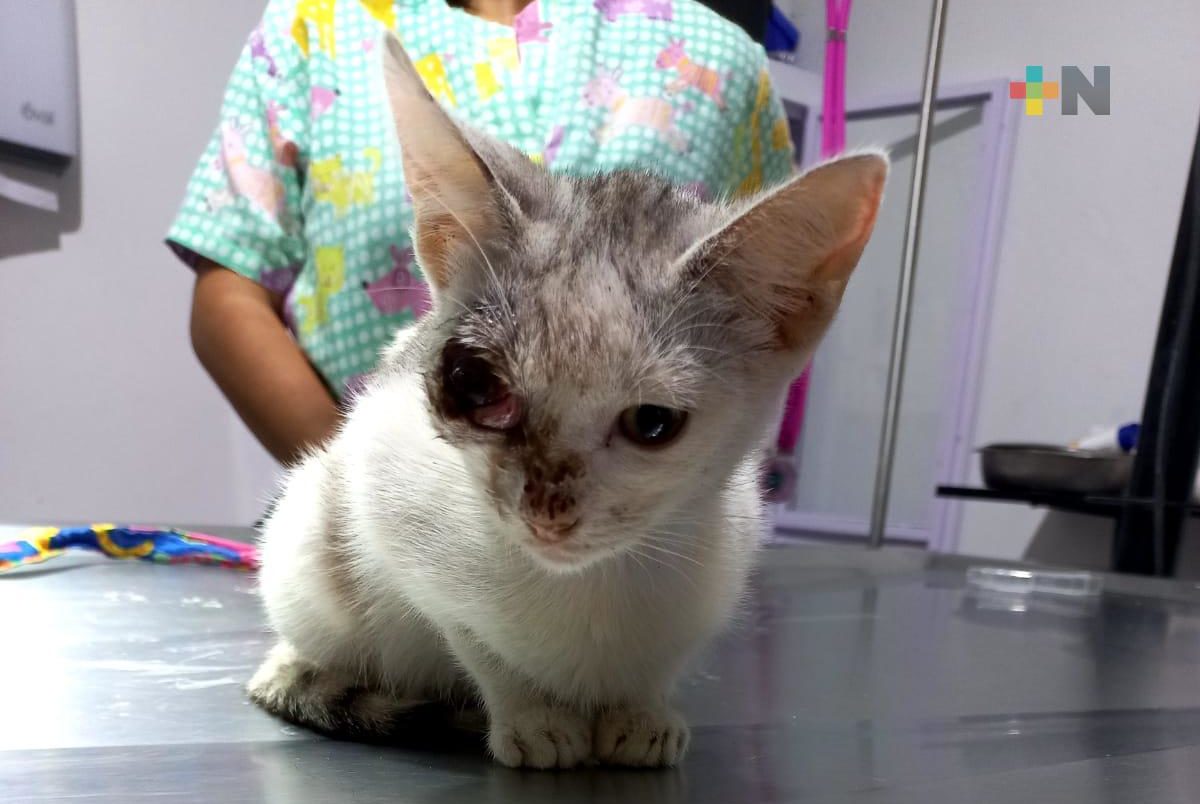 Casos de crueldad animal, producto de trastornos disociales y antisociales: psicólogo