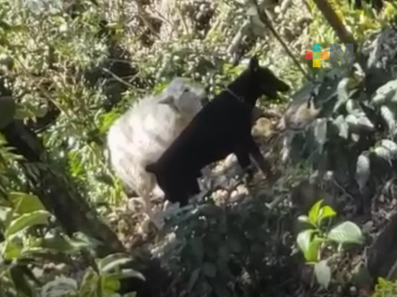 Denuncian avistamiento de un lobo blanco en Huatusco