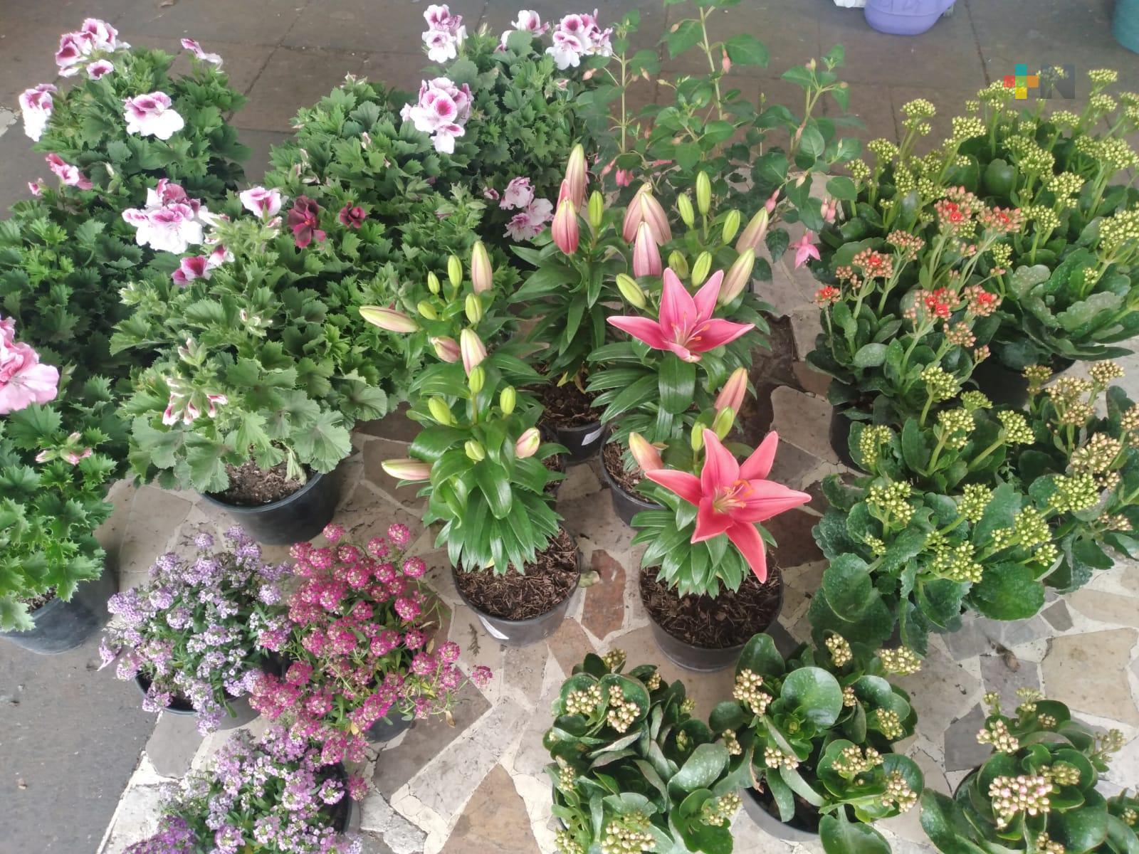 En Parque Zamora se realizará Expo Flor Primavera 2022