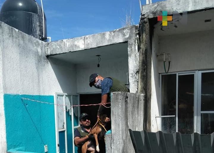 Durante 2021, el 50% de perros rescatados estaban abandonados tras fallecer su dueño: PATAS A.C.