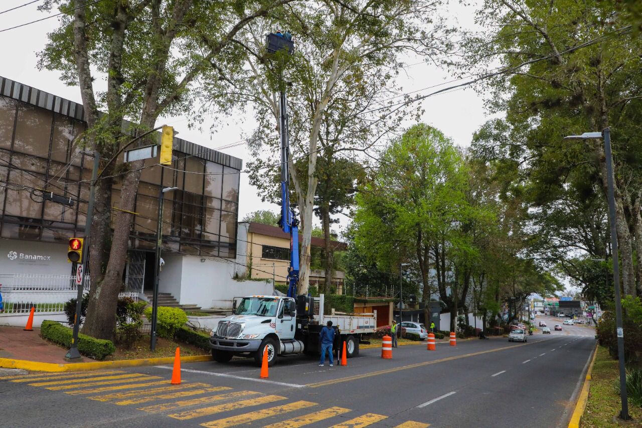 Como medida preventiva, retiran árbol en la avenida Ávila Camacho