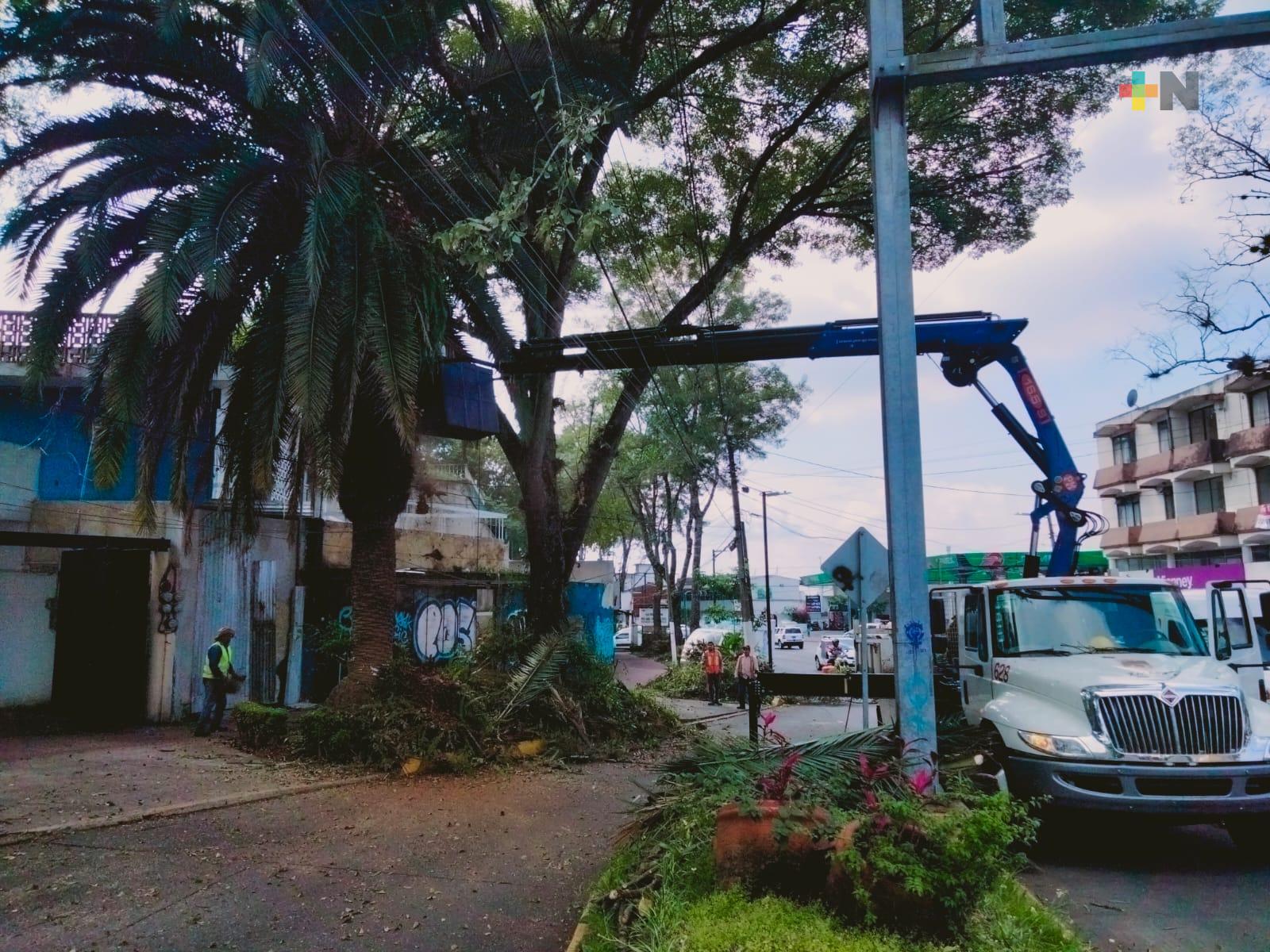 Ayuntamiento de Xalapa continúa poda de árboles en mal estado