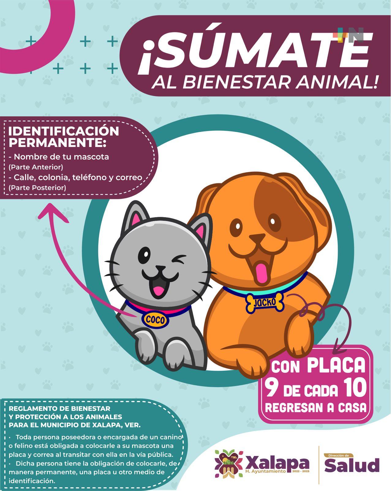 Reitera Ayuntamiento  obligatoriedad en el uso de placa de identificación para mascotas