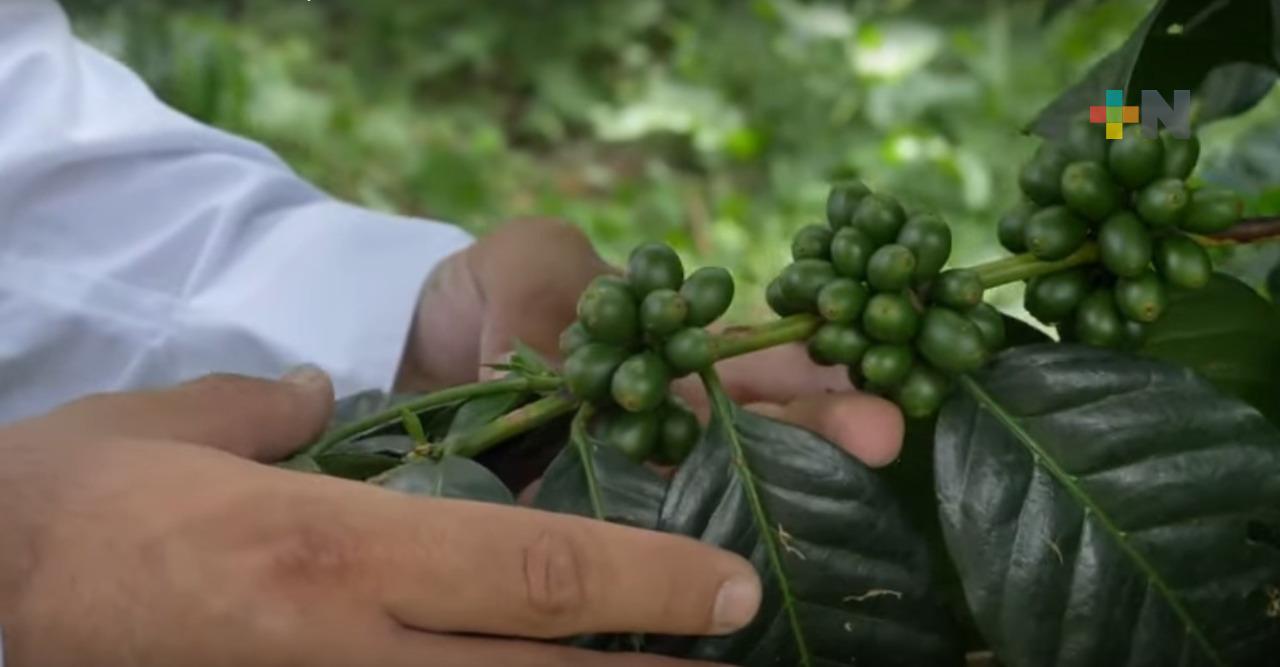 Demandan cafeticultores de Veracruz apoyo y audiencia con el presidente López Obrador