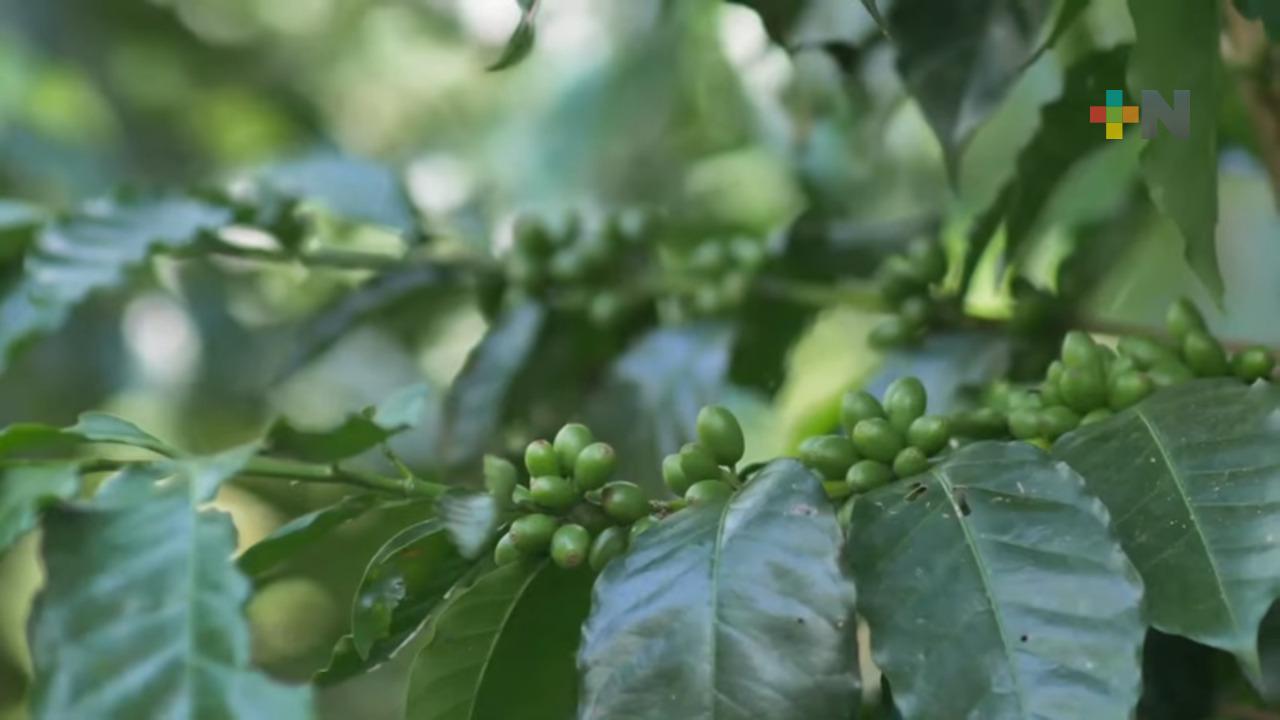 Cafetaleros de Coatepec demandan más apoyos al gobierno federal