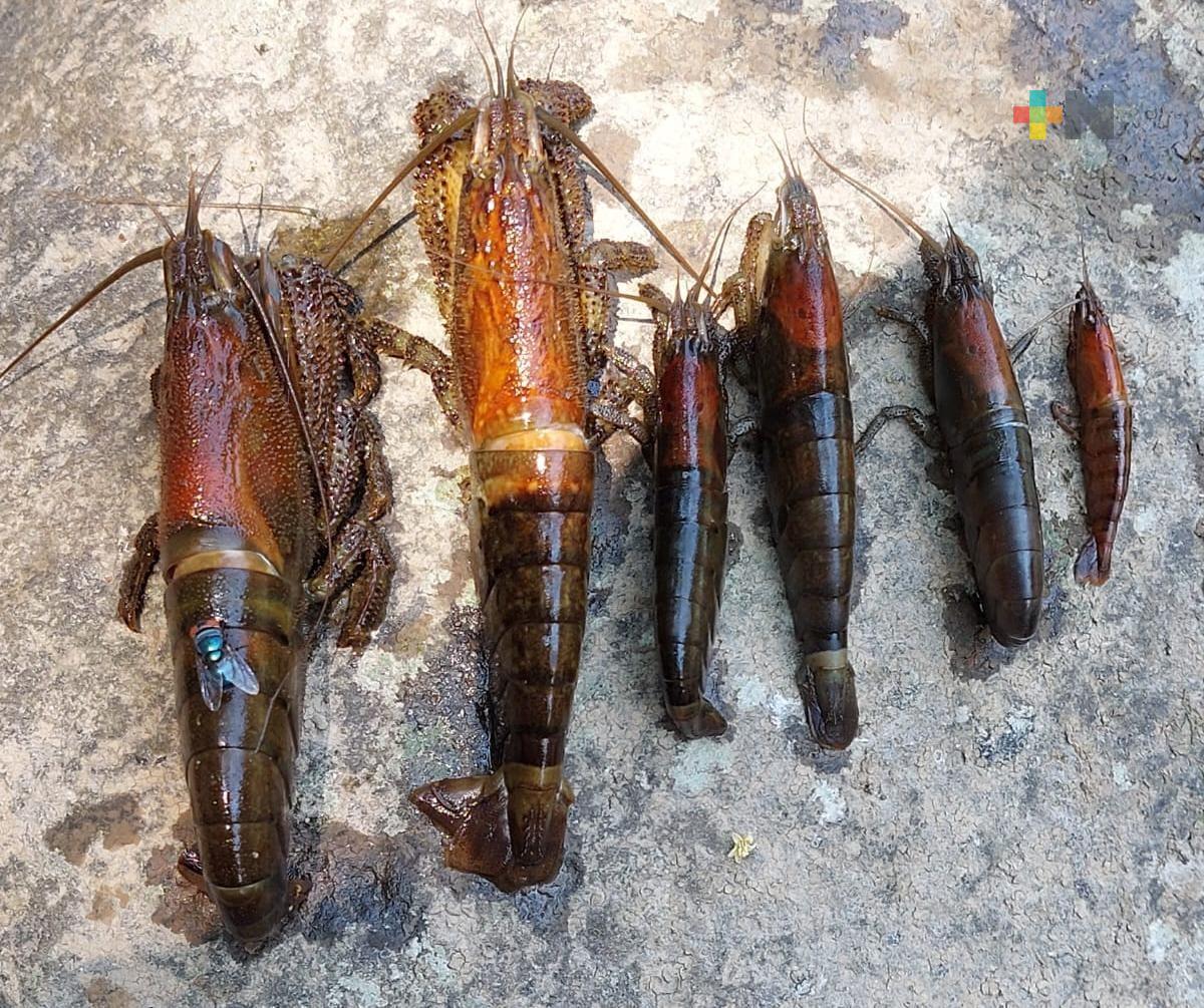 Sedema analiza contaminación en río de Teocelo que provocó muerte de camarones