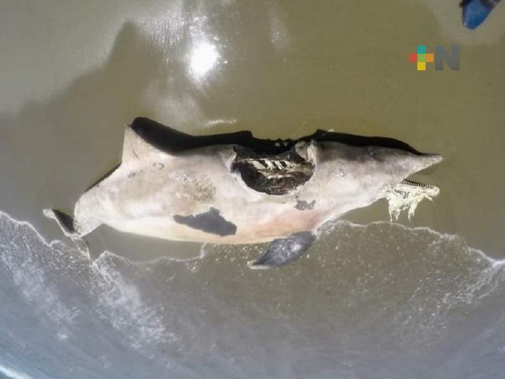 Encuentran delfín muerto en playa de Coatzacoalcos