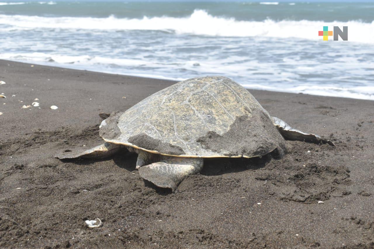 Se prepara Verde Carey AC ante arribazón de tortugas en Coatza