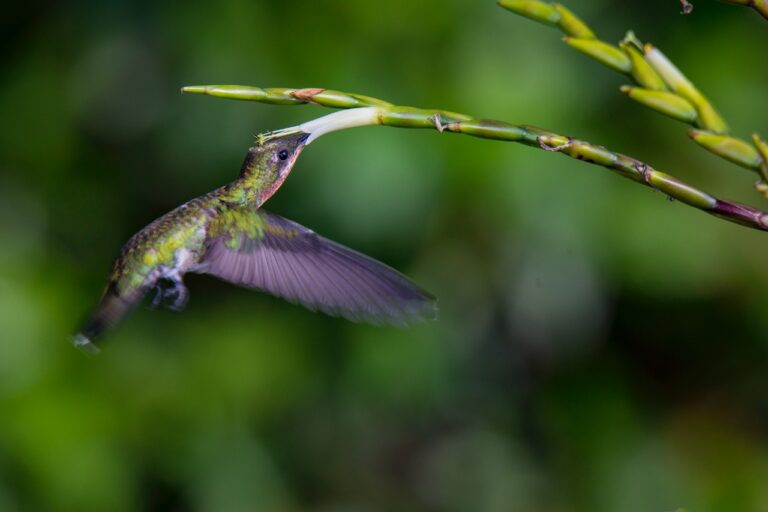 Presenta JEX la exposición virtual Insectos y colibríes: misioneros con alas, fotografía de Bruno Téllez