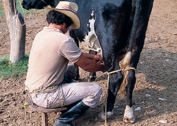 Incrementarán precio de garantía de leche fresca, en beneficio de pequeños ganaderos de México