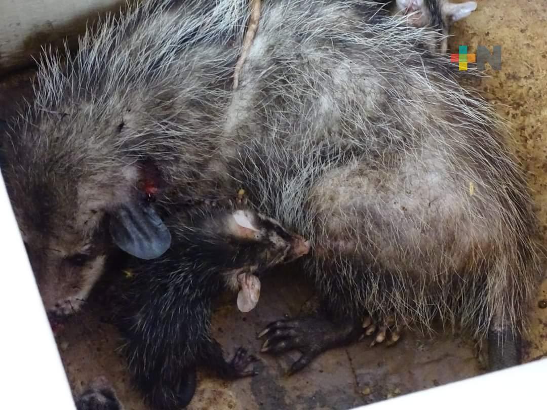 Resguarda PC de Coatza a tlacuache herida