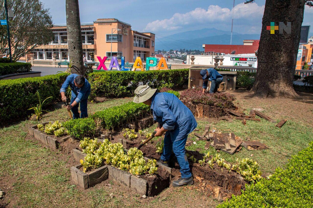 Retiro de arbolado está basado en dictámenes profesionales: Medio Ambiente Xalapa
