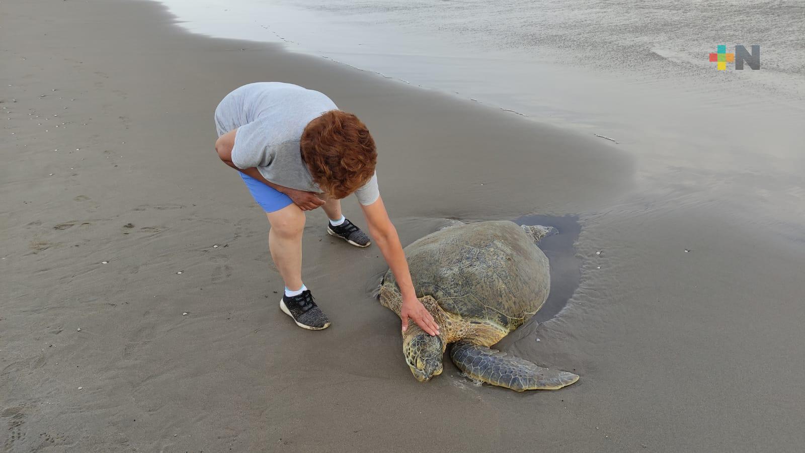 Nuevamente hallan tortuga sin vida en playa de Coatzacoalcos