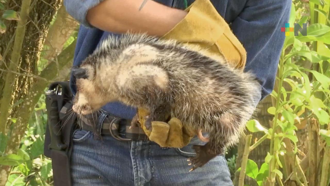 ONG rescata zarigüeyas; son agredidas por desconocimiento