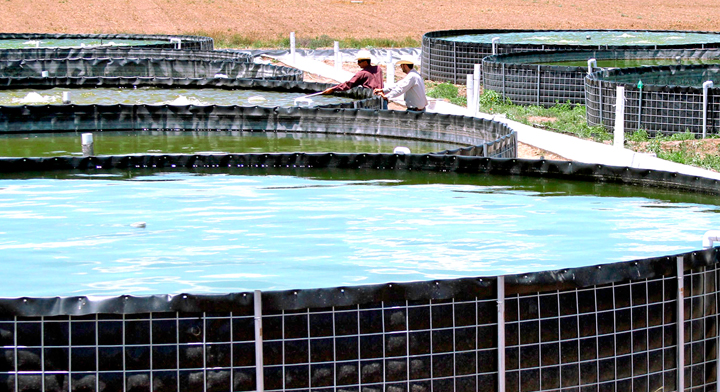 Acuacultura, una transición entre la pesca y la agricultura