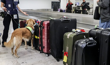 Invita Agricultura a vacacionistas a conocer qué alimentos pueden ingresar a México