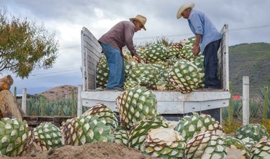 Cerveza, tequila y aguacate, los principales productos mexicanos que se consumen en EUA