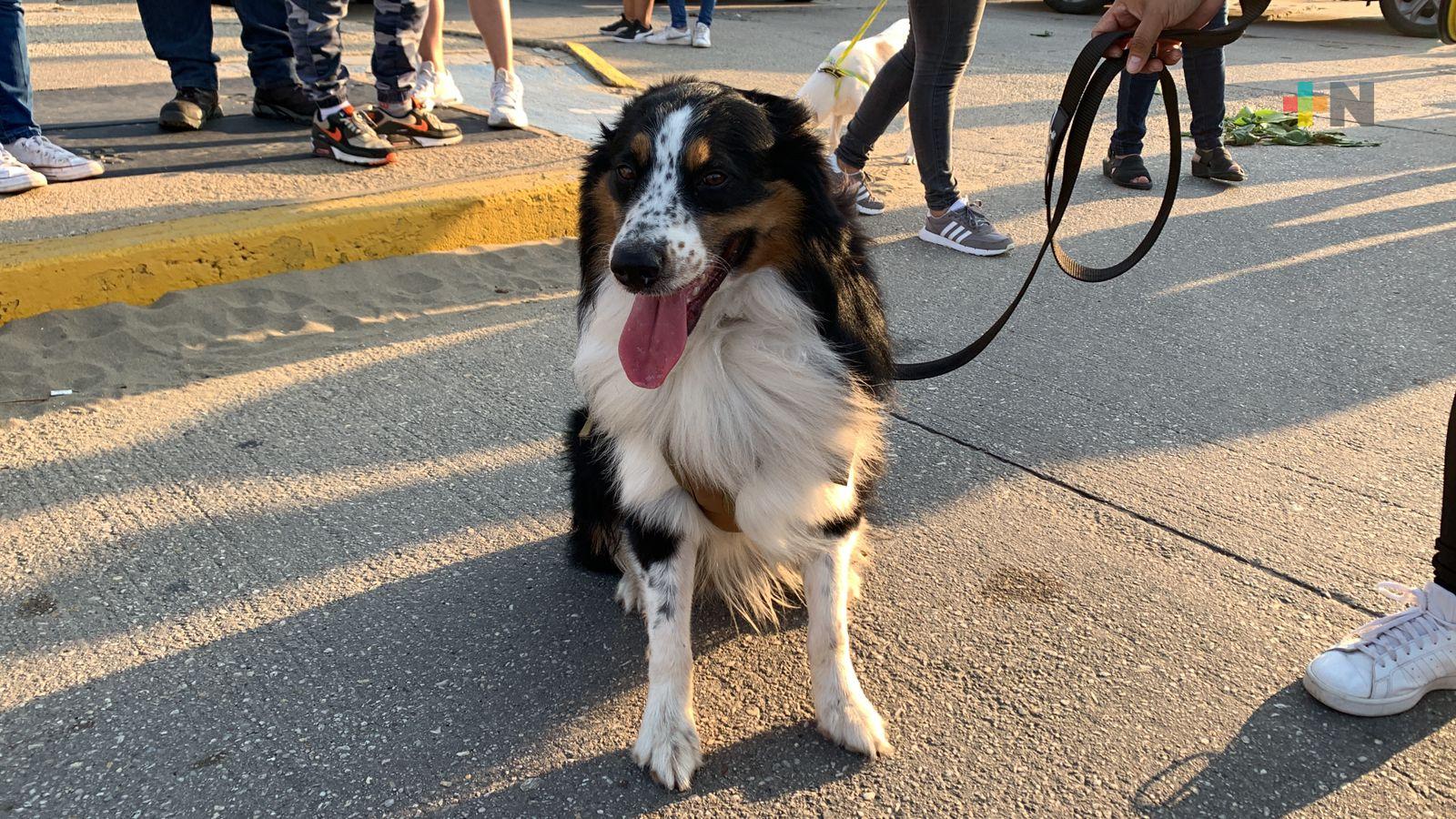 Temporada de canícula podría ser fatal para mascotas: PC Coatza