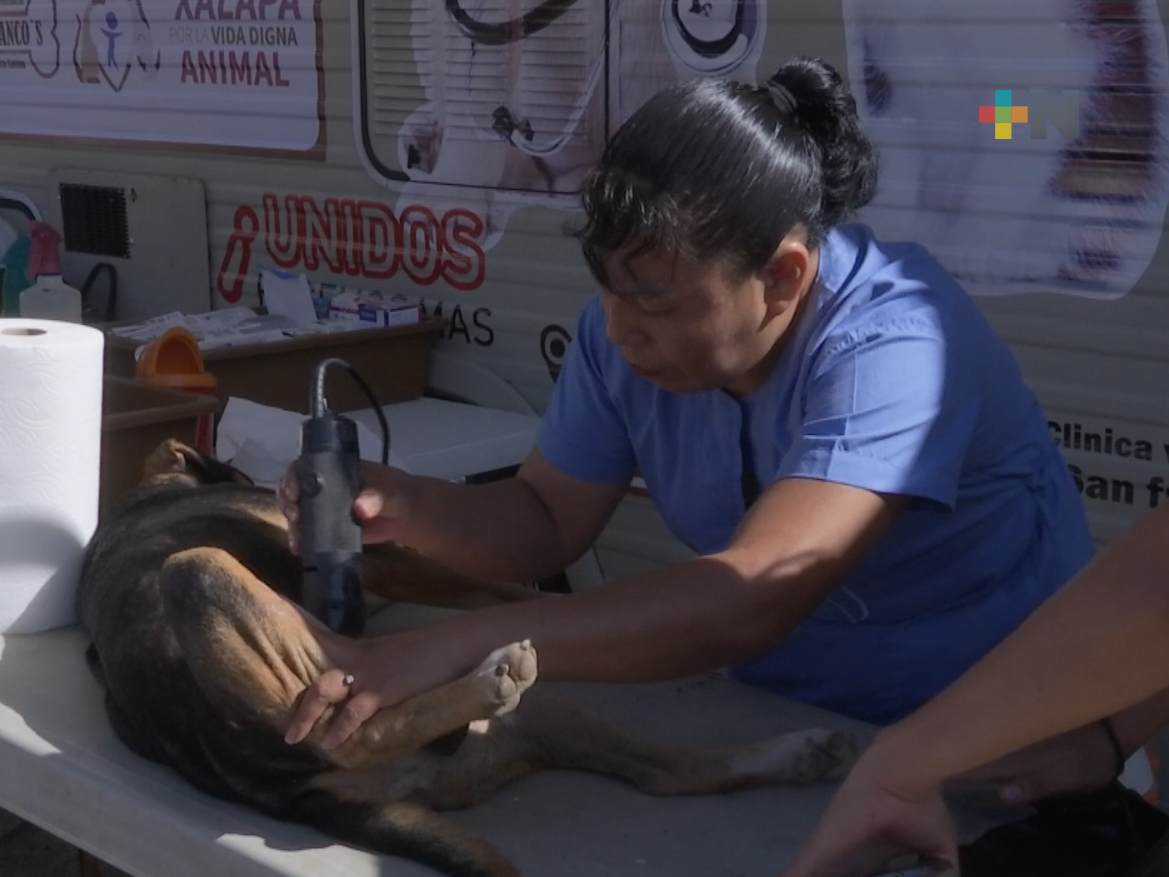 Se realizará jornada de esterilización masiva de mascotas en Xalapa