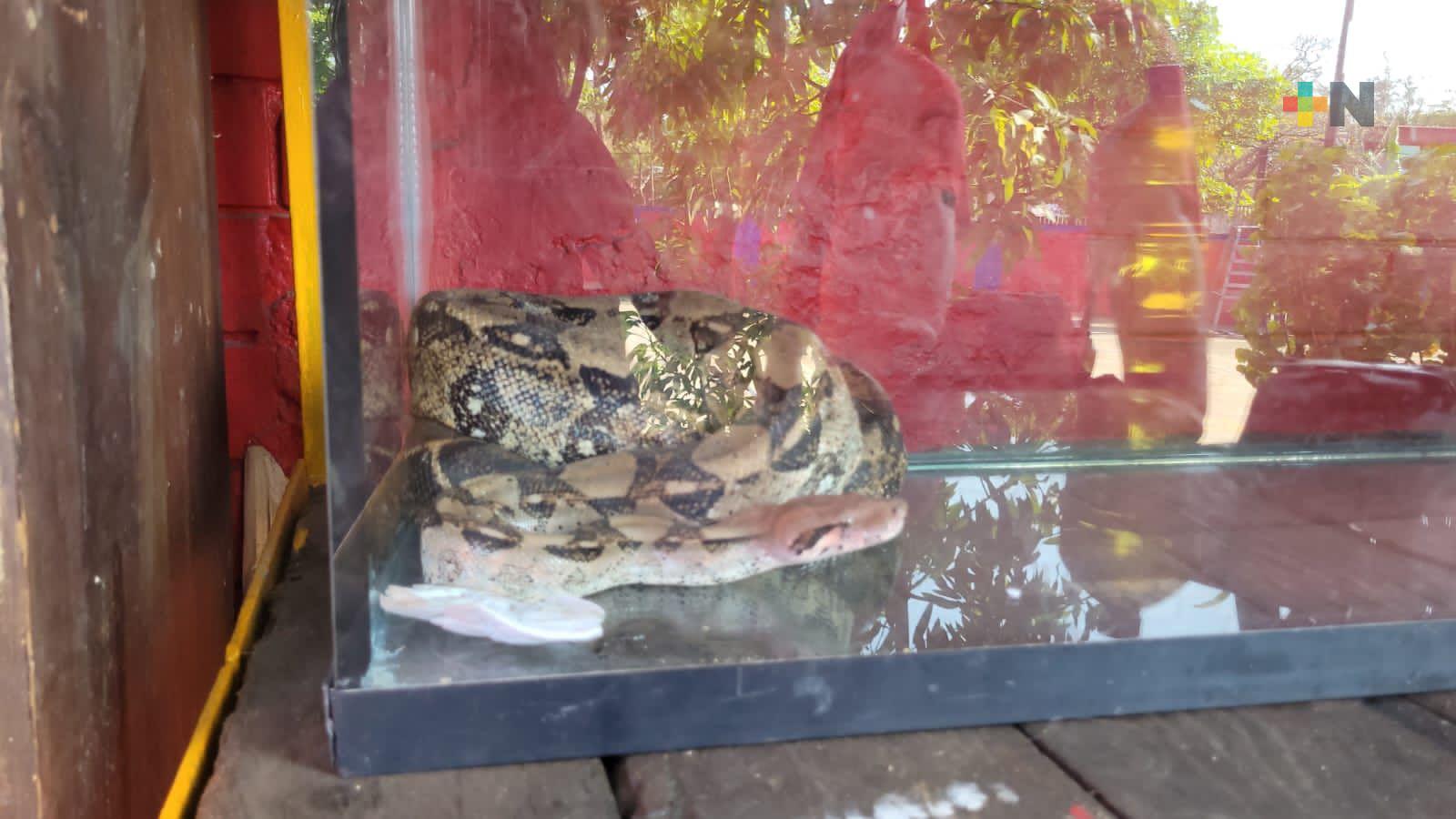 Aumentan llamadas para rescatar animales en peligro, en Coatzacoalcos