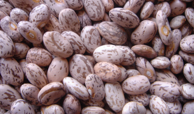 Contribuyen programas prioritarios a elevar producción de granos básicos en México