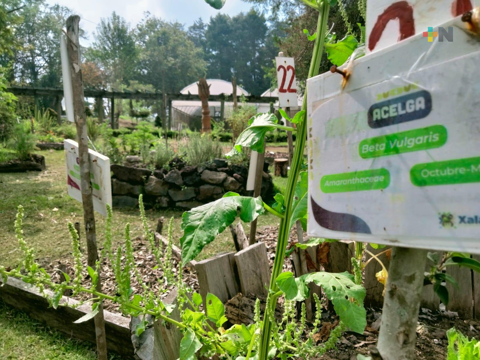 Producen semillas de vegetales y plantas medicinales en huerto del parque El Haya, en Xalapa