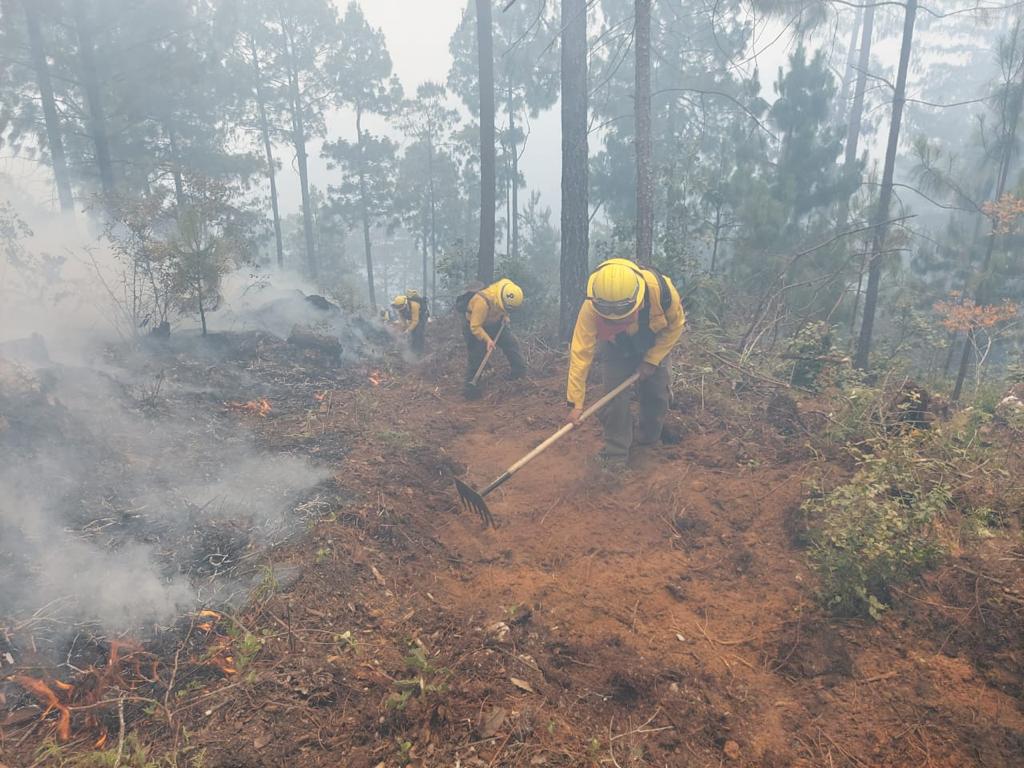 Del 1 de enero al 3 de junio se han registrados 226 incendios forestales en Veracruz: Conafor