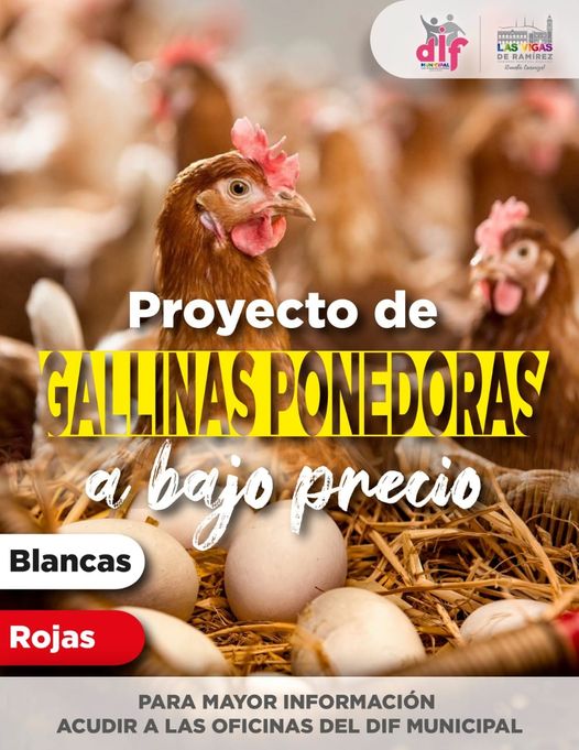 Ayuntamiento de Las Vigas lleva a cabo programa de gallinas ponedoras