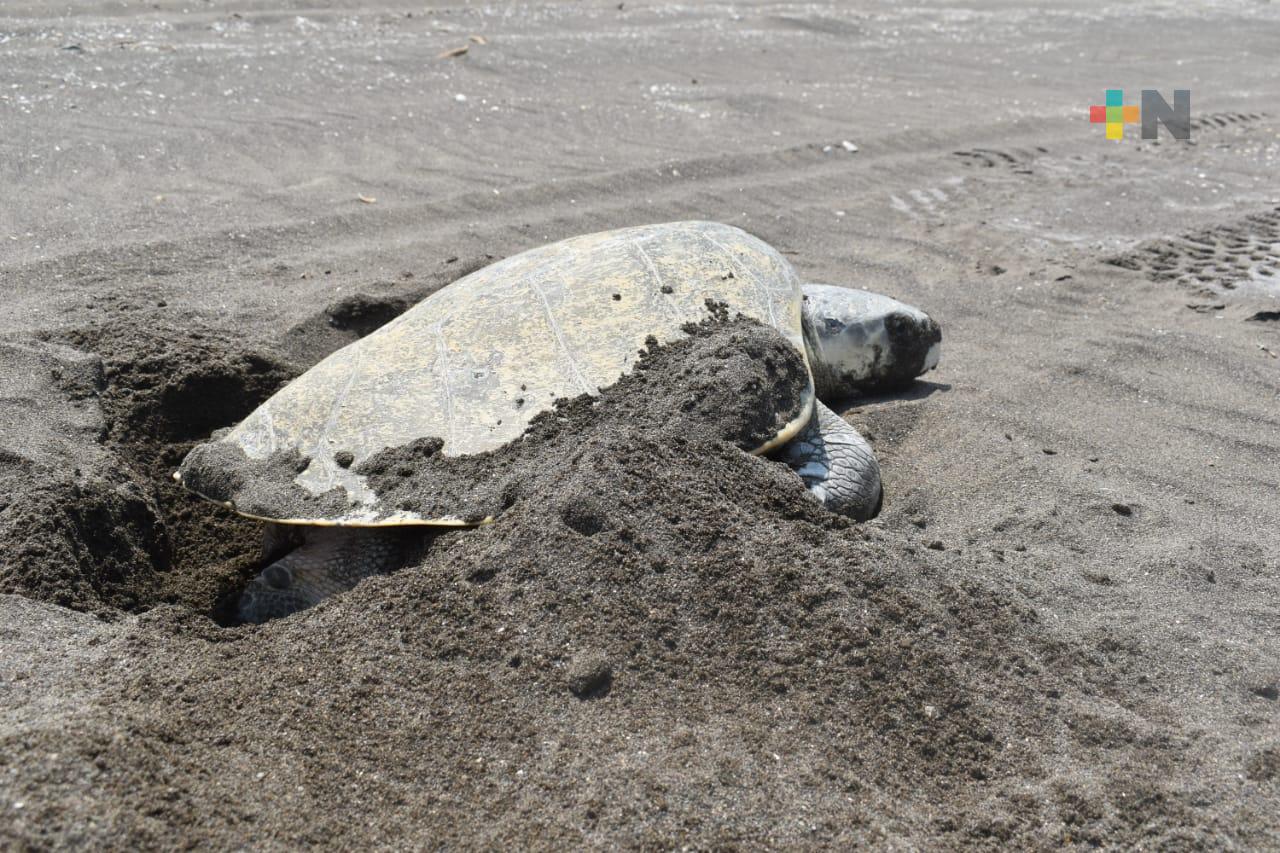 Importante hallazgo de nido y huevos de tortuga Laud en playas de Nautla