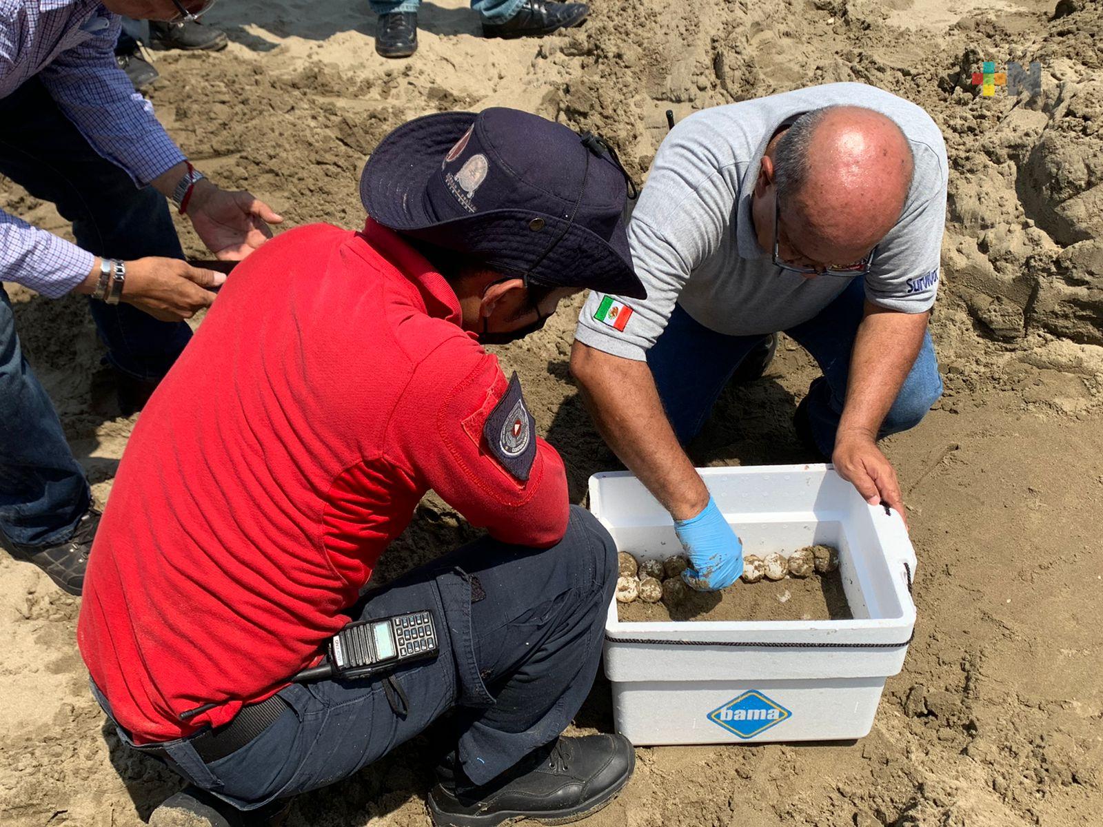 En Coatzacoalcos continúa el desove de tortugas marinas