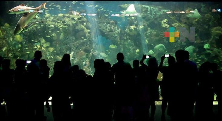 Nuevas promociones del Aquarium de Veracruz provocarían mayor afluencia
