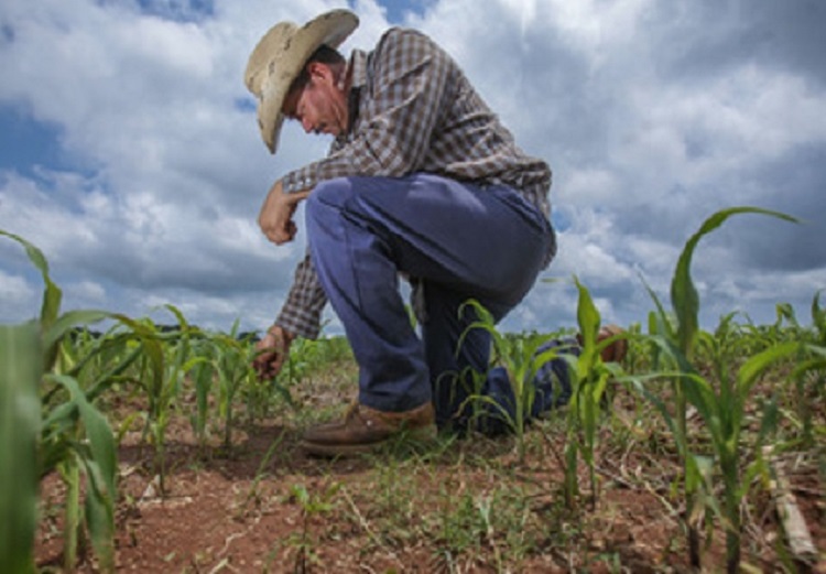 México da la bienvenida al nuevo marco de Acción de la Alianza Mundial por el Suelo 2022-2030 de la FAO