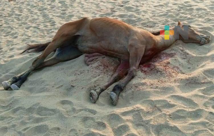 Dejan caballo muerto en zona de playa de Villa Allende