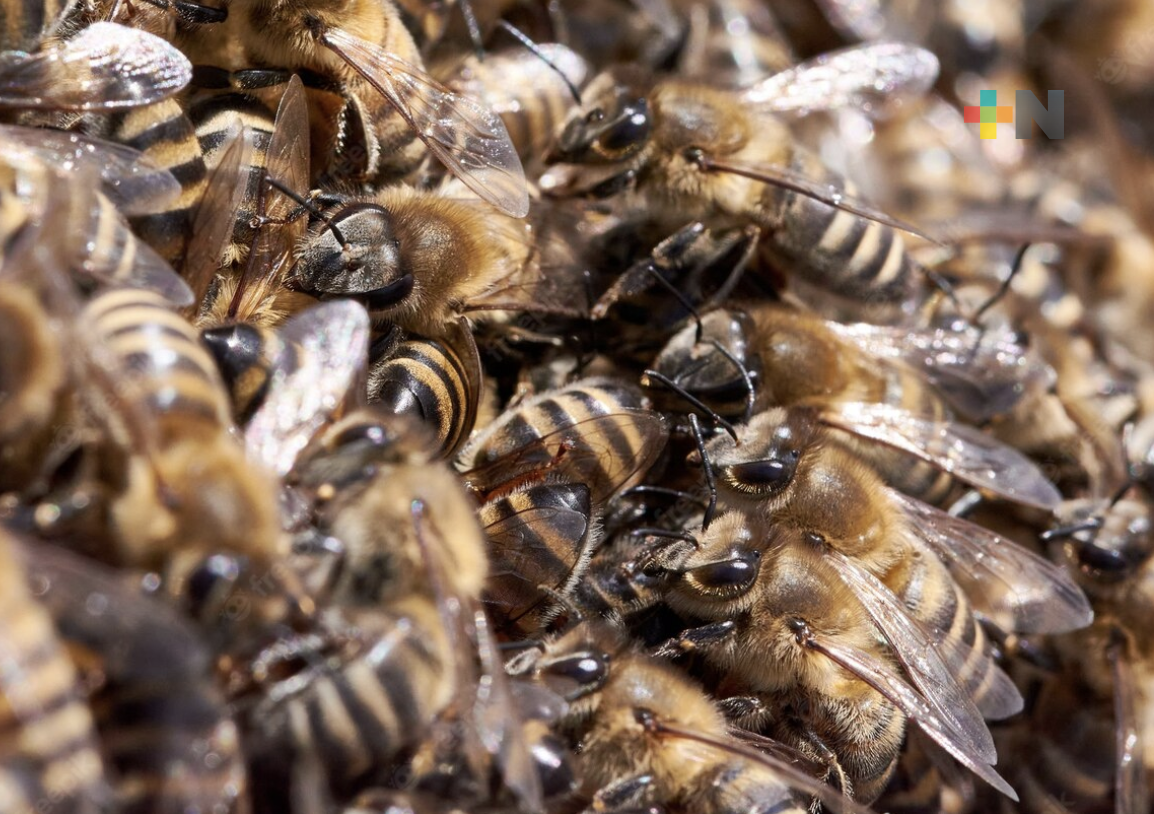 Acordona PC municipal, la calle 5 de Febrero por presencia de abejas