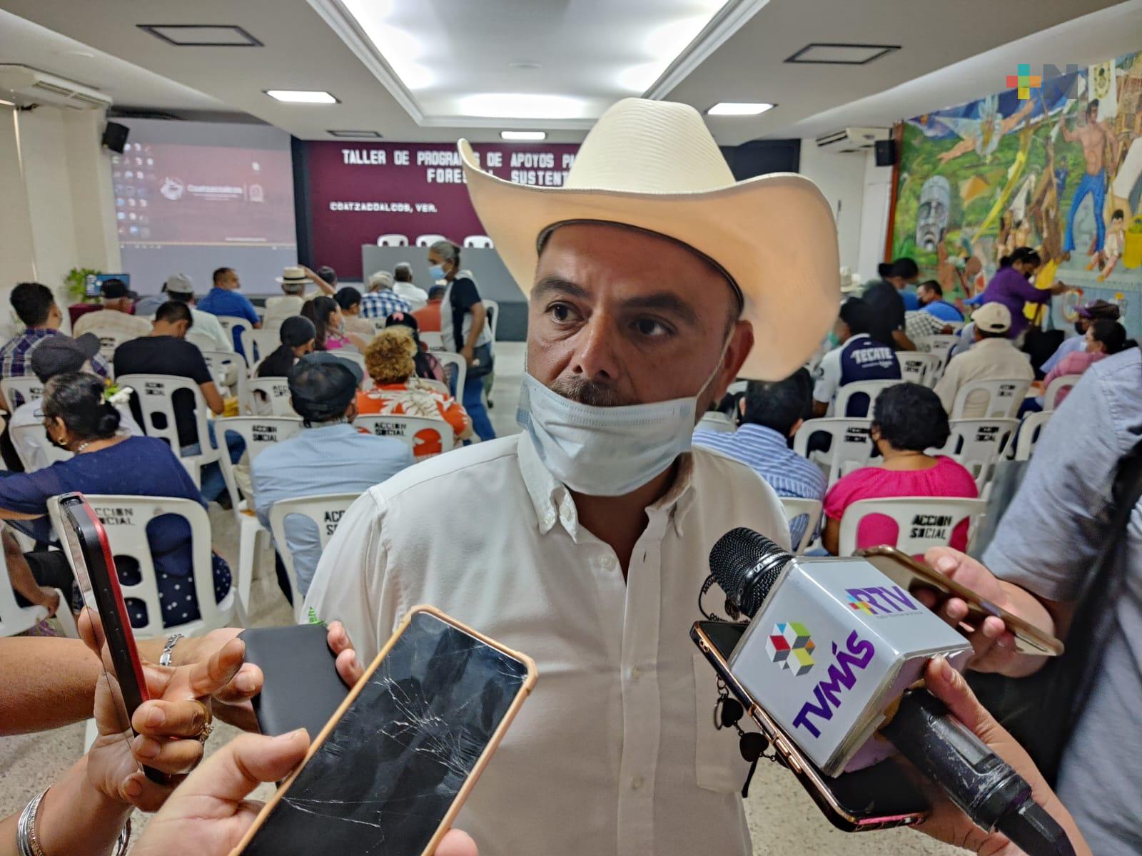 Sequía provoca mortandad de ganado en zona sur