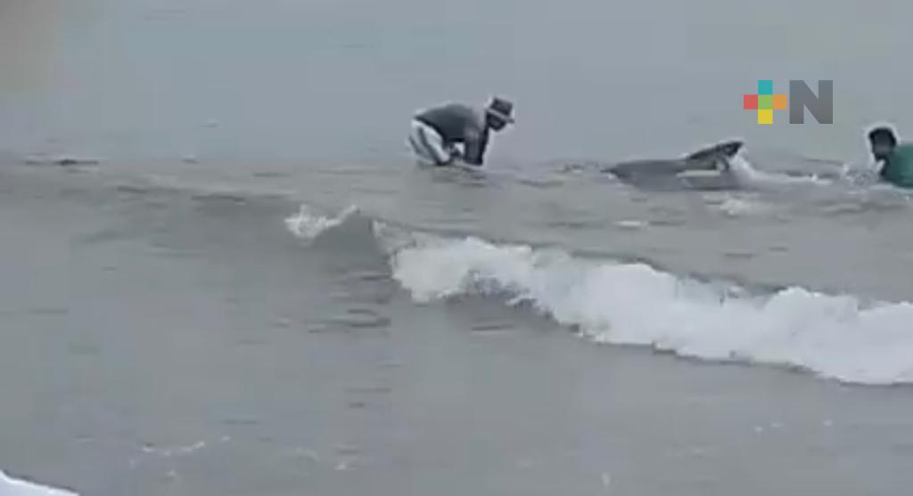 Liberan pescadores a delfín atrapado en red de pesca en playas de Coatzacoalcos