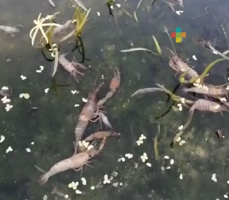 Decenas de camarones flotan muertos en las aguas del río Bobos