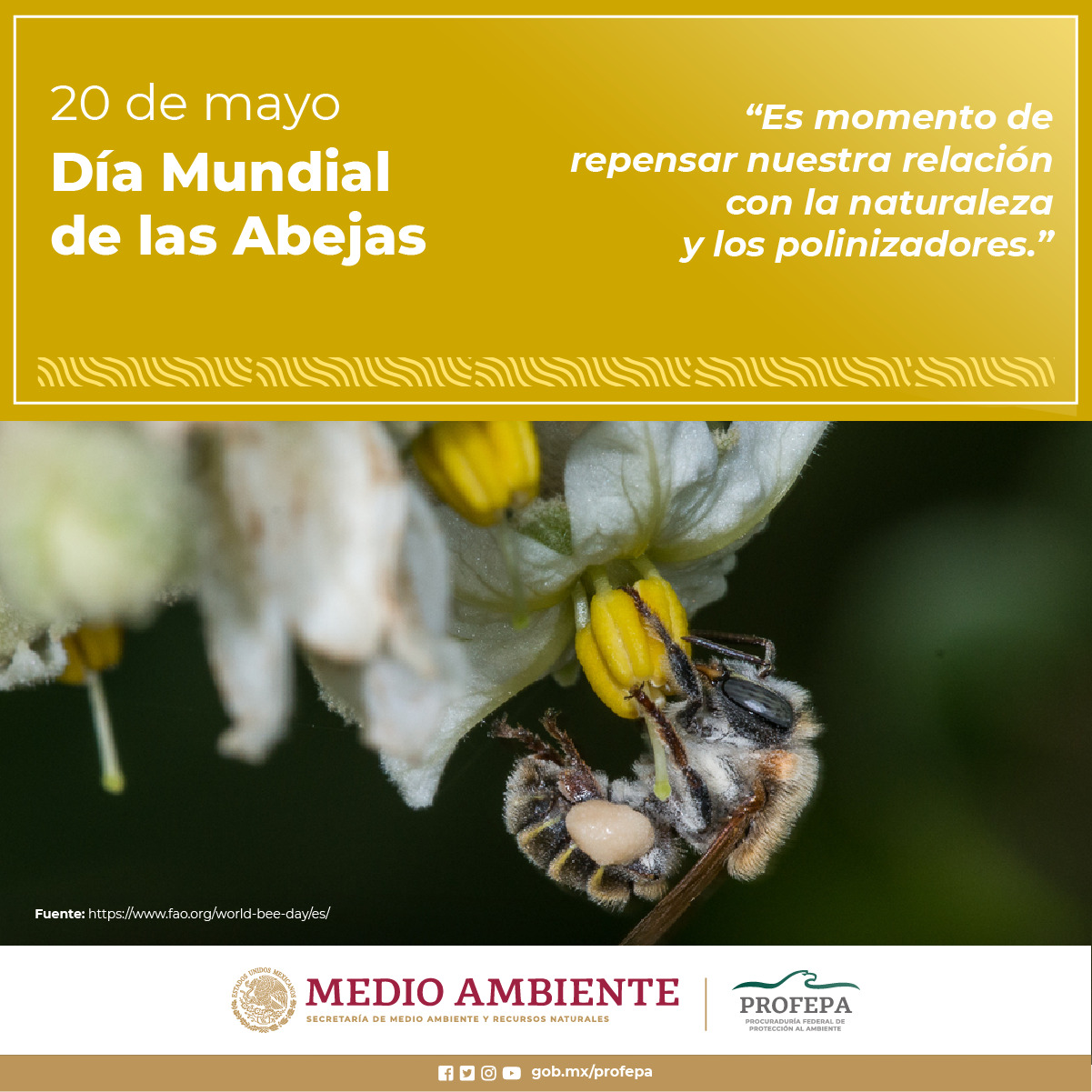 Día mundial de las abejas