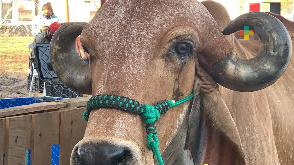 Con prevención, los ganaderos pueden proteger a sus animales en el estiaje