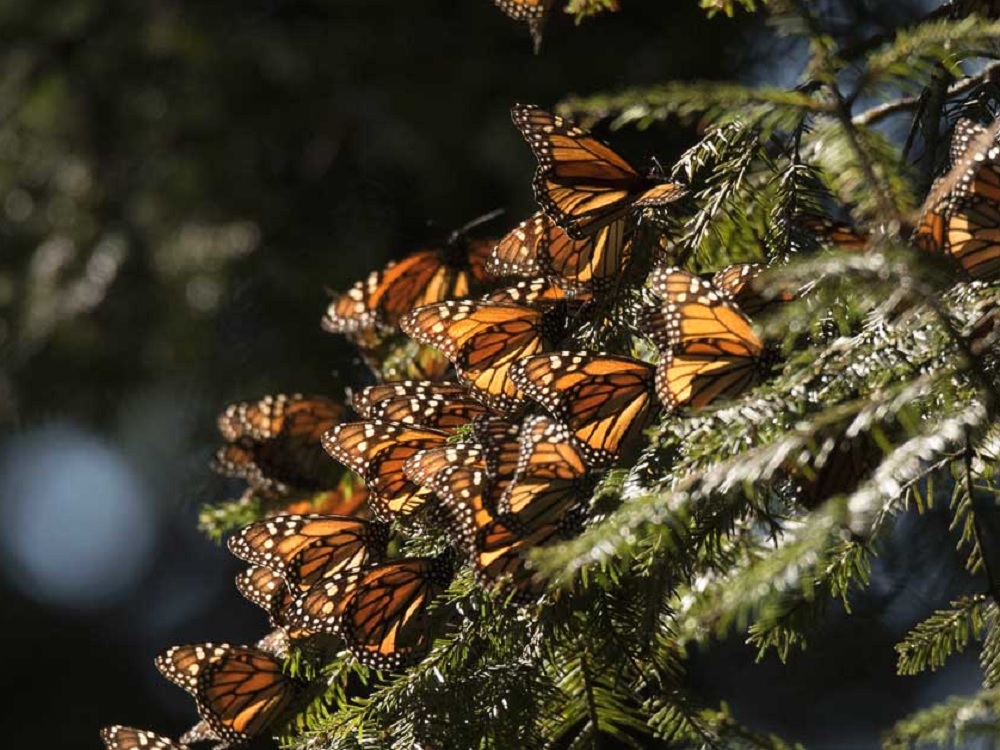 Aumenta 35% presencia de mariposas Monarca en bosques de Michoacán y Estado de México