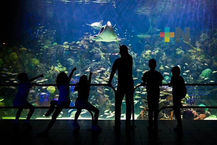 Con reapertura del Aquarium regresó una importante afluencia de visitantes