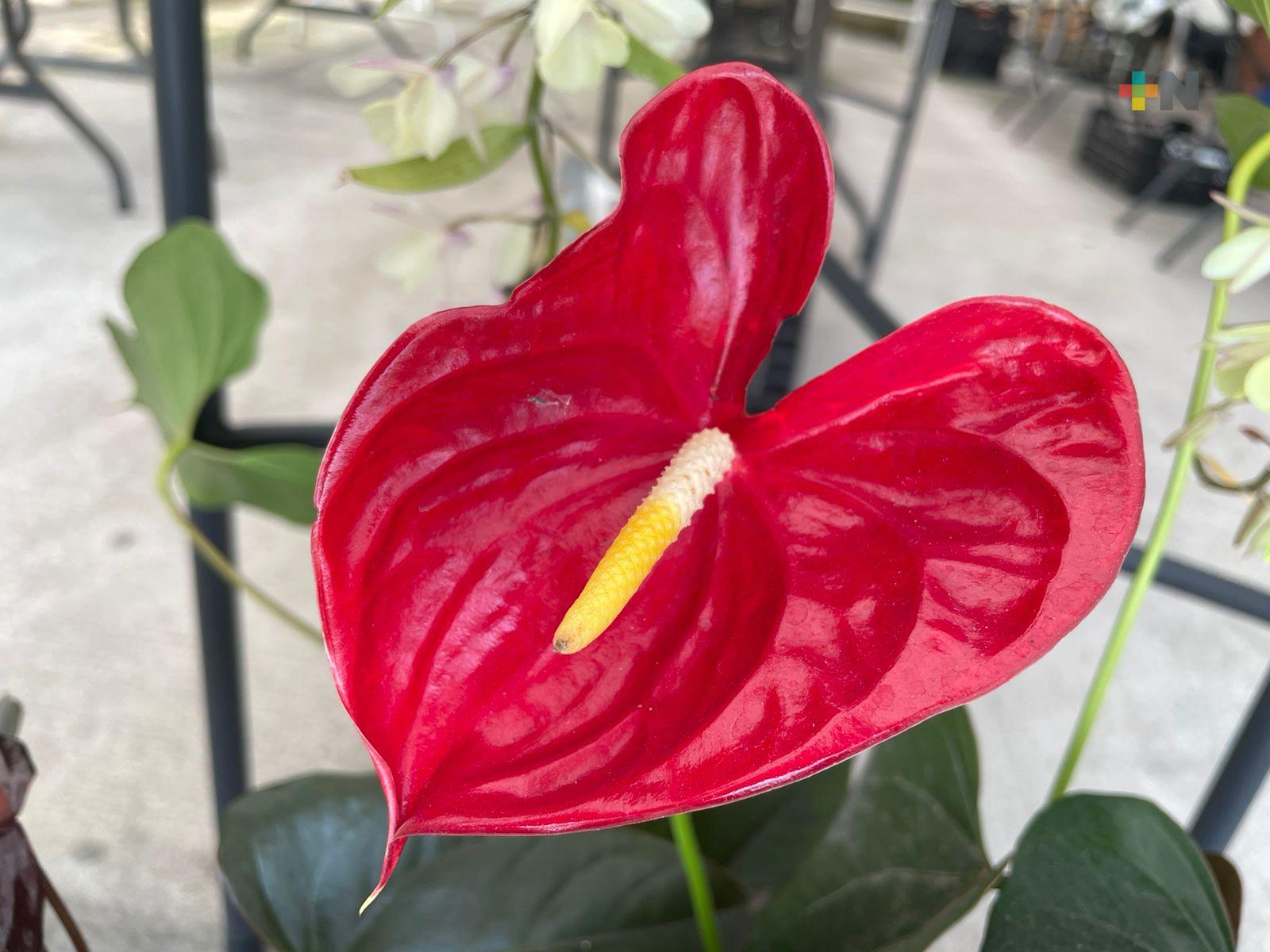 A regalar vida en este 10 de mayo; exhiben variedad de plantas y árboles en parque Doña Falla