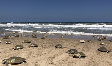 Registra Conanp 5 mil anidaciones de tortuga lora en Santuario Playa de Rancho Nuevo, Tamaulipas