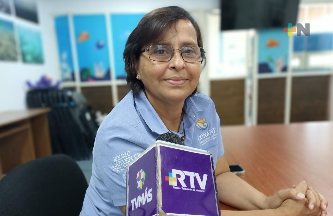 Encallamiento de tortugas marinas está relacionado a contaminación de los mares