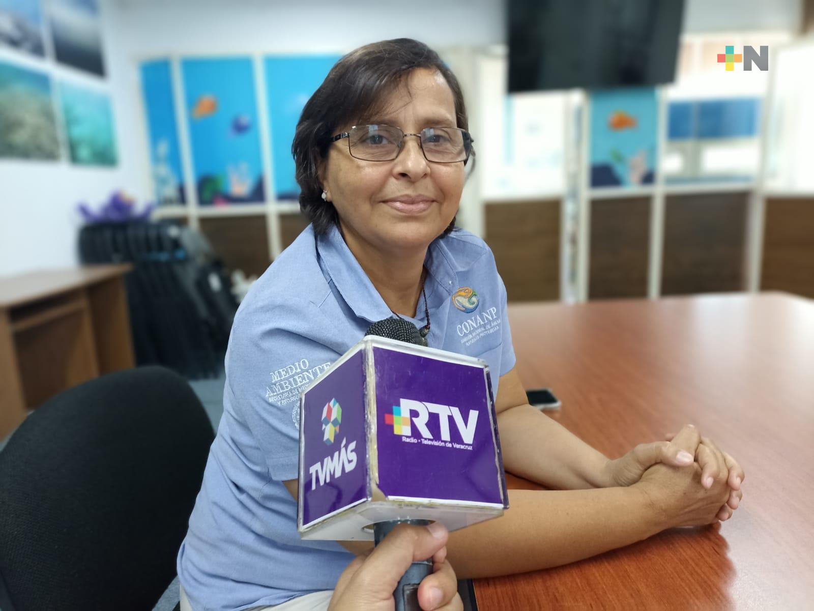 Temporada de anidación de tortugas marinas ha sido baja en playas de Veracruz-Boca del Río