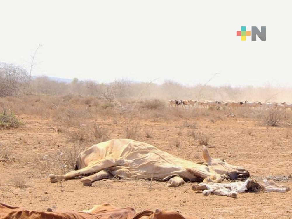 Niños en riesgo de muerte por sequía en Cuerno de África y el Sahel