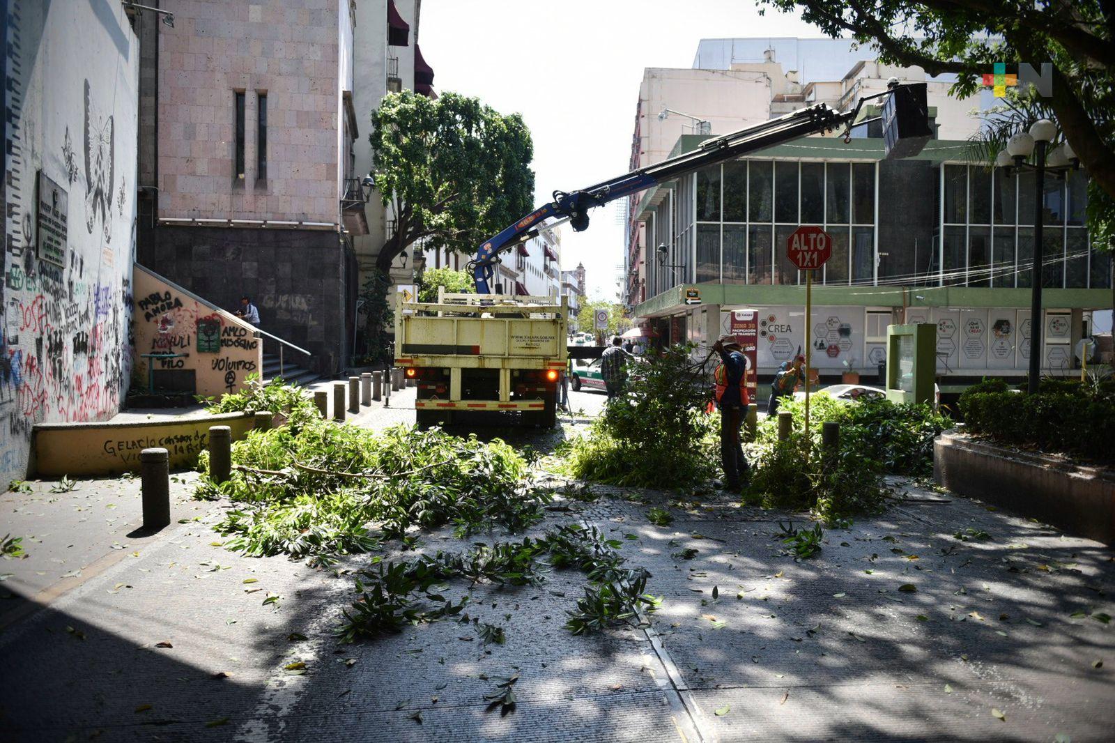 En Xalapa brindan mantenimiento al arbolado urbano