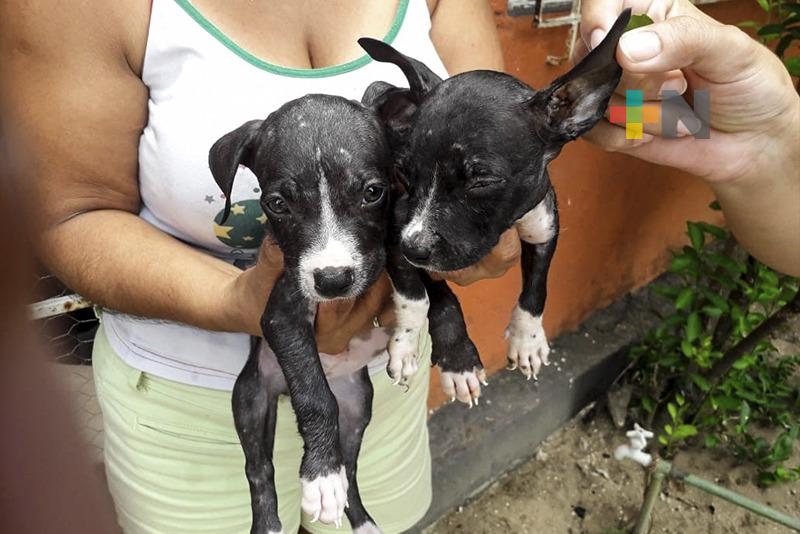 Será publicado en breve, reglamento de Protección Animal en Coatza