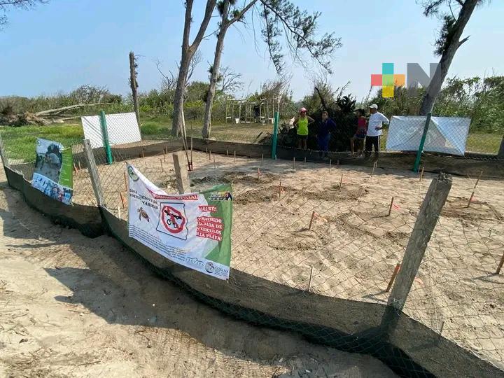 Resguarda Villamar en Tuxpan 92 tortugas marinas de diversas especies